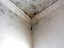 Environmental Consulting for Mold Prevention in St Leon, IN